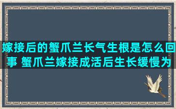 嫁接后的蟹爪兰长气生根是怎么回事 蟹爪兰嫁接成活后生长缓慢为什么